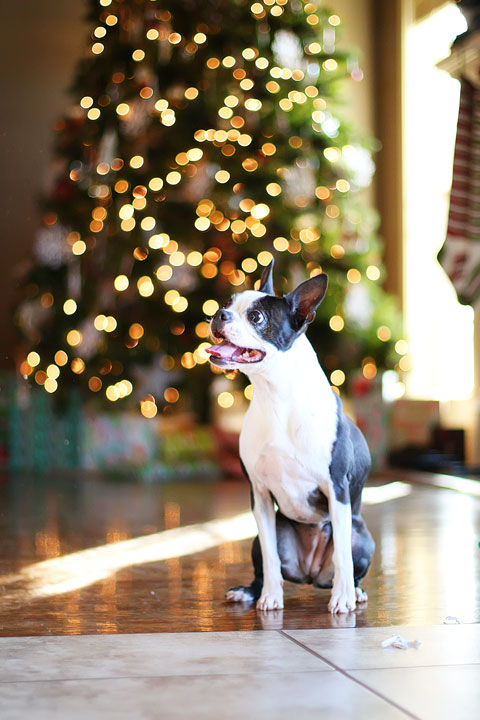 miley-and-howie-boston-terrier-puppies-open-christmas-presents-2013-26