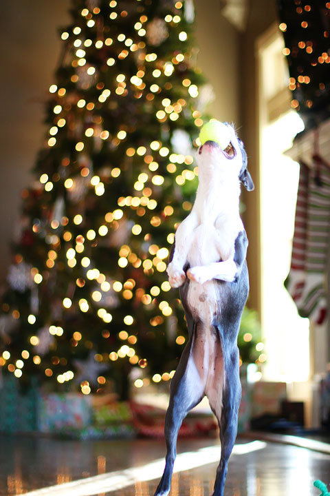 miley-and-howie-boston-terrier-puppies-open-christmas-presents-2013-27