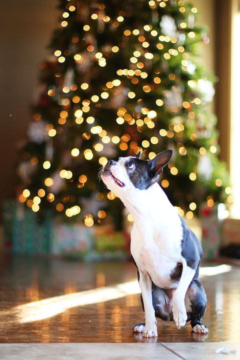 miley-and-howie-boston-terrier-puppies-open-christmas-presents-2013-28