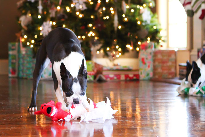 miley-and-howie-boston-terrier-puppies-open-christmas-presents-2013-3