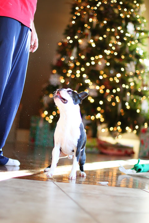 miley-and-howie-boston-terrier-puppies-open-christmas-presents-2013-32