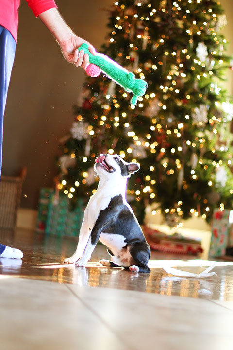 miley-and-howie-boston-terrier-puppies-open-christmas-presents-2013-33