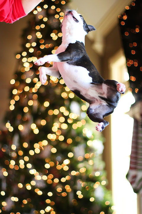 miley-and-howie-boston-terrier-puppies-open-christmas-presents-2013-37