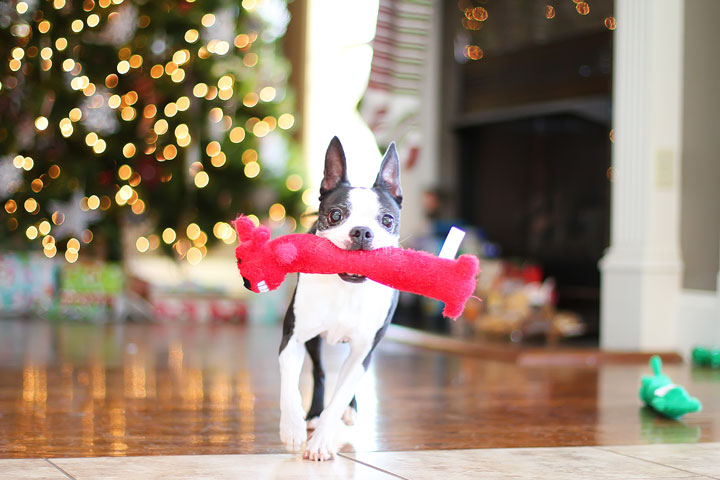 miley-and-howie-boston-terrier-puppies-open-christmas-presents-2013-4