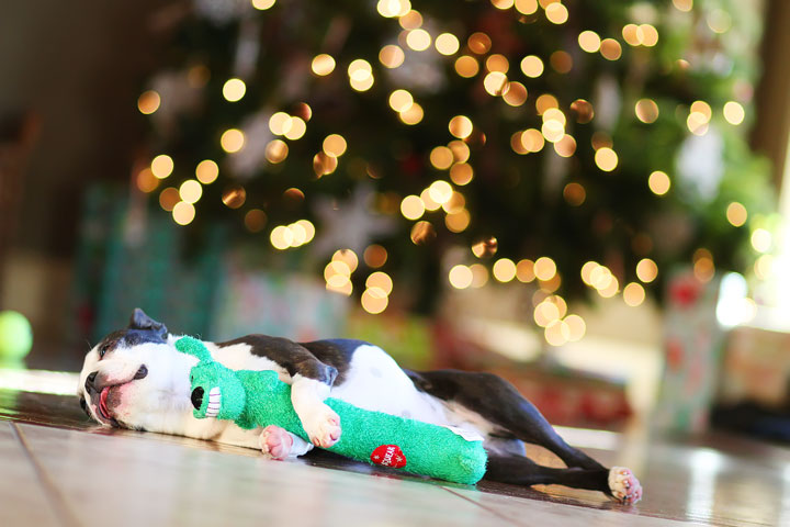 miley-and-howie-boston-terrier-puppies-open-christmas-presents-2013-45