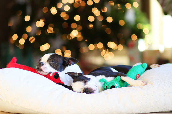 miley-and-howie-boston-terrier-puppies-open-christmas-presents-2013-47