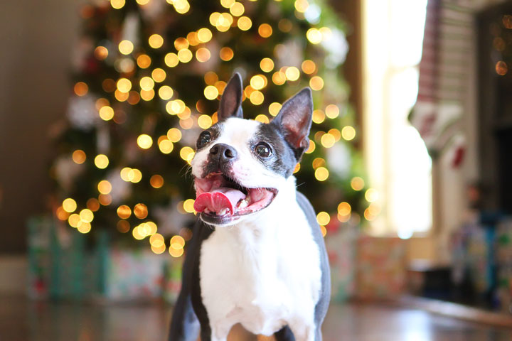 miley-and-howie-boston-terrier-puppies-open-christmas-presents-2013-5