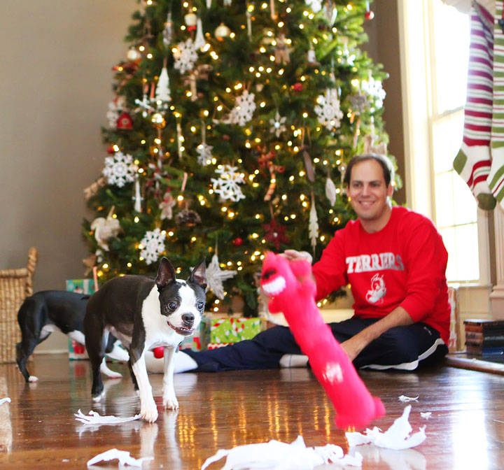 miley-and-howie-boston-terrier-puppies-open-christmas-presents-2013-6