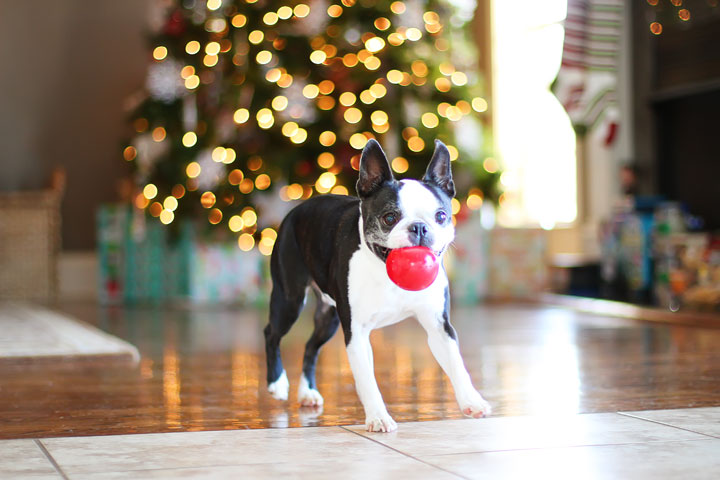 miley-and-howie-boston-terrier-puppies-open-christmas-presents-2013-7