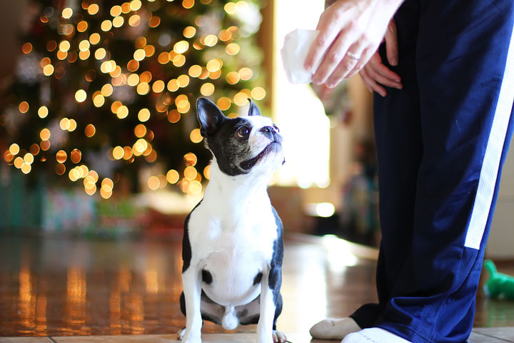 miley-and-howie-boston-terrier-puppies-open-christmas-presents-2013-8