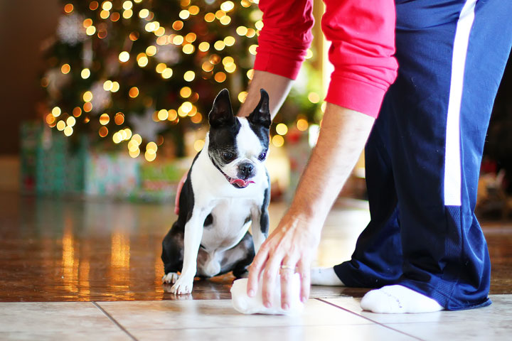 miley-and-howie-boston-terrier-puppies-open-christmas-presents-2013-9