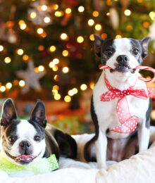 Image of Miley & Howie by the Tree