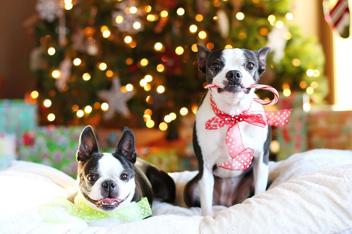 Image of Miley & Howie by the Tree