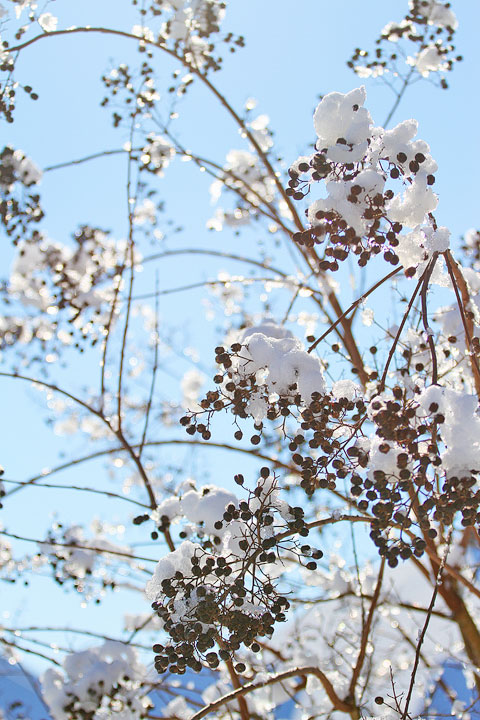 Image of a Snowy Tree