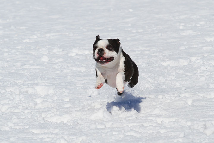 Boston terrier in snow 2025