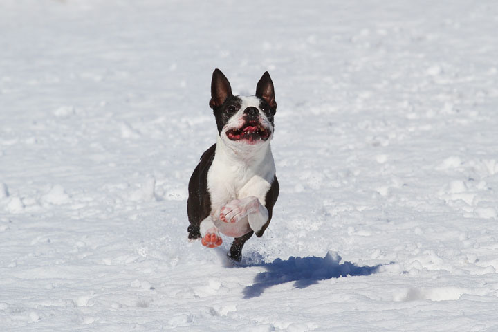 Boston Terrier Playing In The Snow