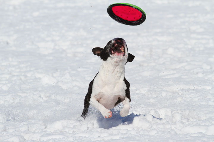 Boston Terrier Playing In The Snow