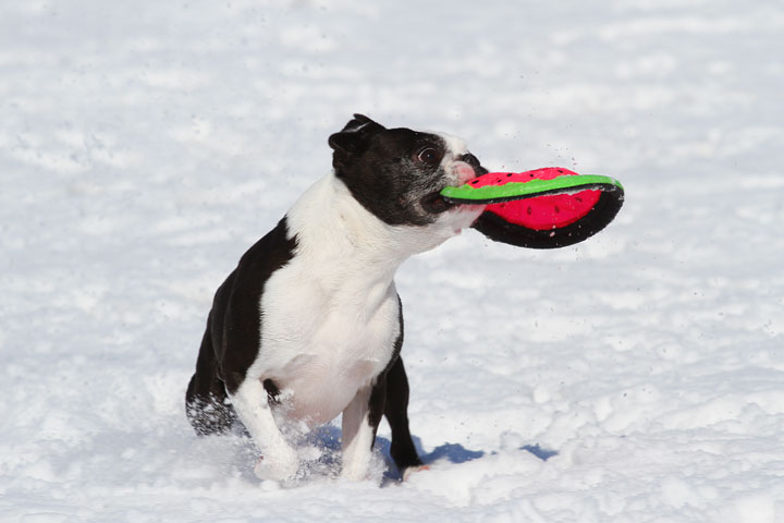 Boston Terrier Playing In The Snow