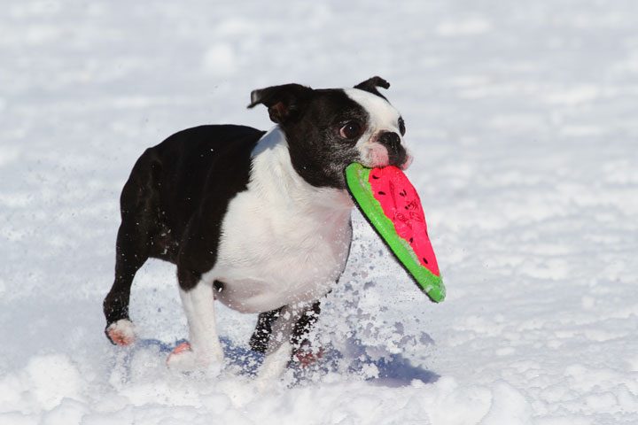 Image of Our Boston Terrier Playing Fetch in the Snow
