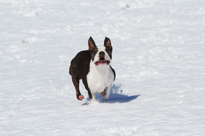 Boston Terrier Playing In The Snow