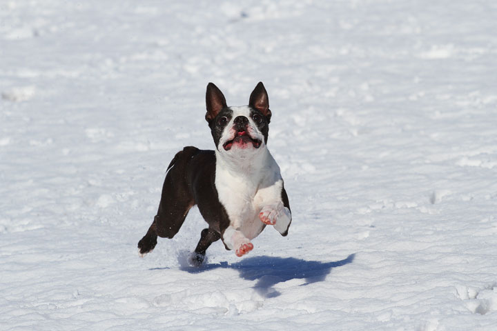 Boston Terrier Playing In The Snow