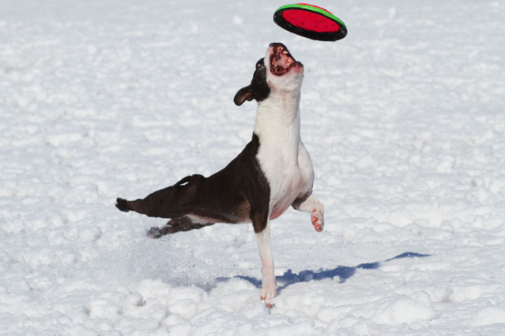 Boston Terrier Playing In The Snow
