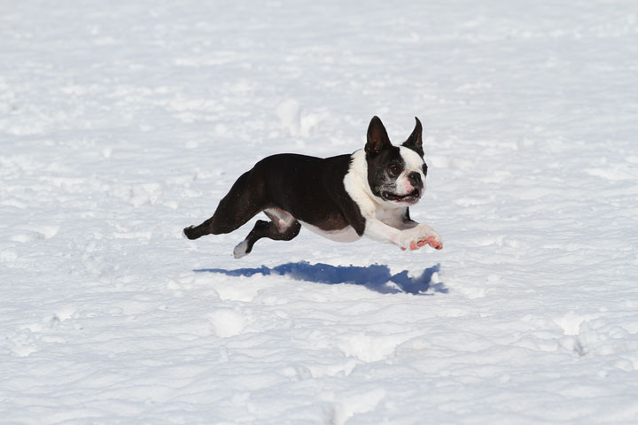 Boston Terrier Playing In The Snow