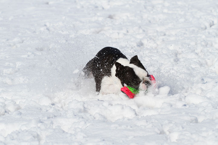 Boston Terrier Playing In The Snow 10