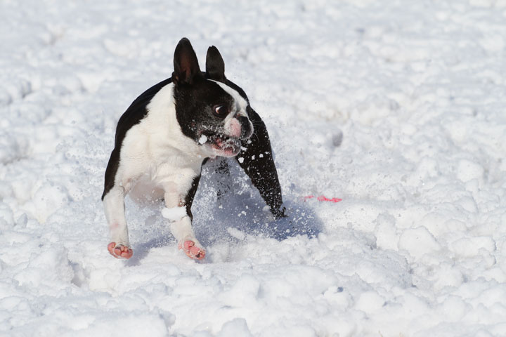 Boston Terrier Playing In The Snow