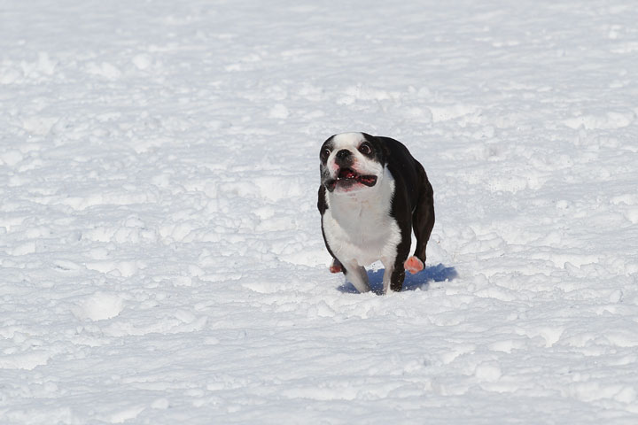 Boston Terrier Playing In The Snow