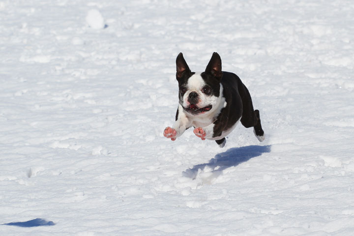 Boston Terrier Playing In The Snow