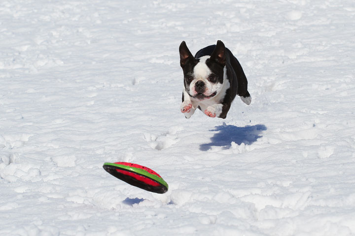 Boston Terrier Playing In The Snow