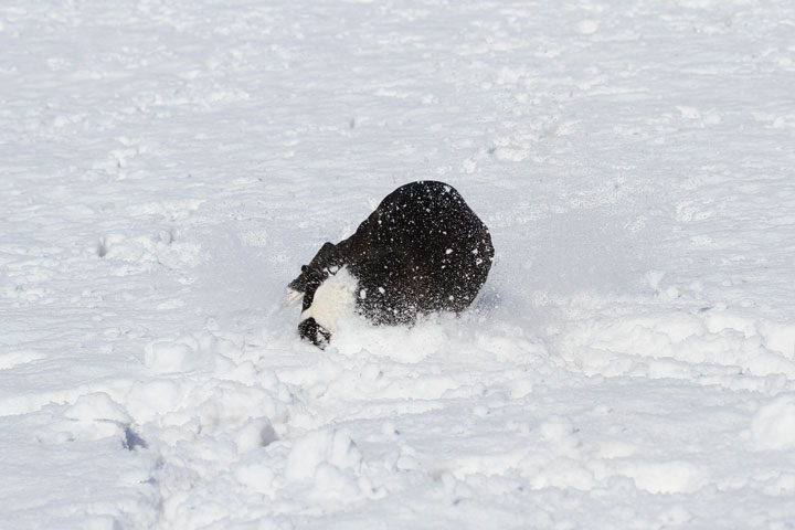 Boston Terrier Playing In The Snow