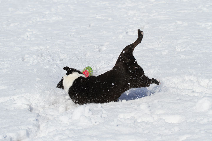 Boston Terrier Playing In The Snow