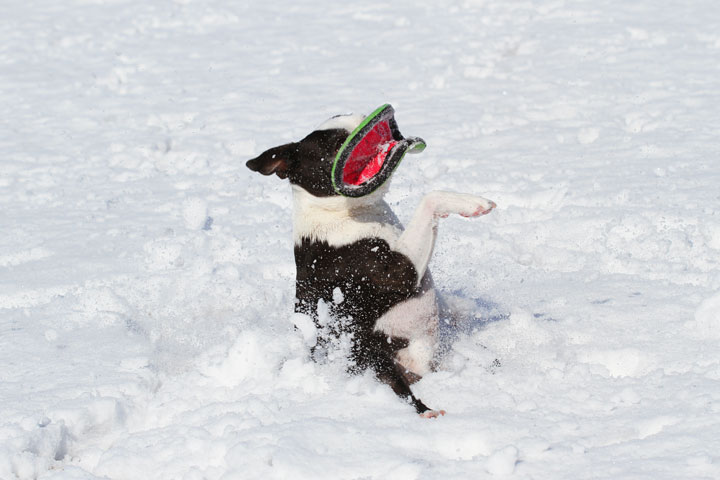 Boston Terrier Playing In The Snow