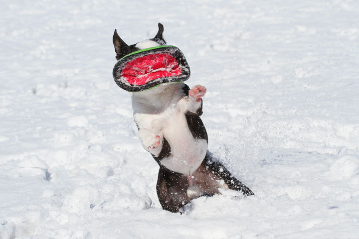 Boston Terrier Playing In The Snow