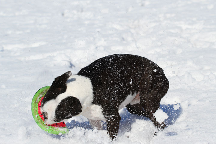 Boston Terrier Playing In The Snow