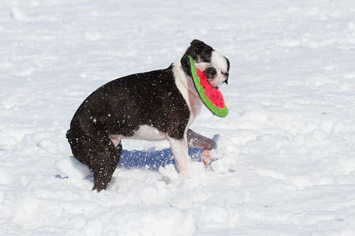 Boston Terrier Playing In The Snow