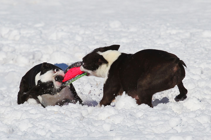 Boston Terrier Playing In The Snow