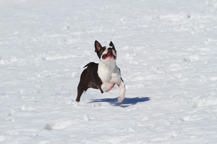 Boston Terrier Playing In The Snow