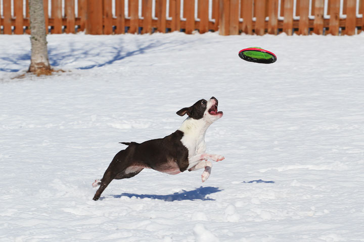 Boston Terrier Playing In The Snow