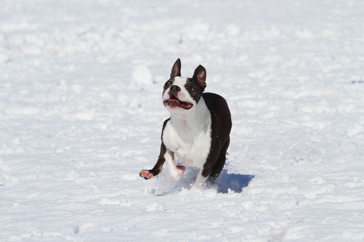 Boston Terrier Playing In The Snow