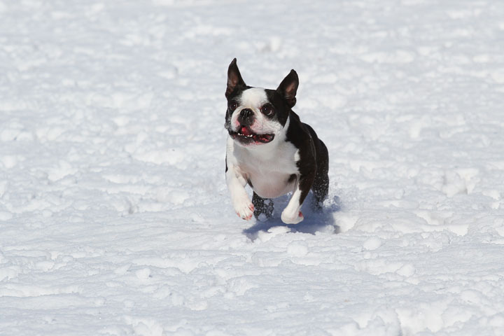 Boston Terrier Playing In The Snow