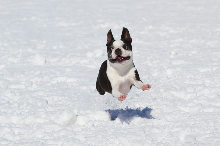 Boston Terrier Playing In The Snow