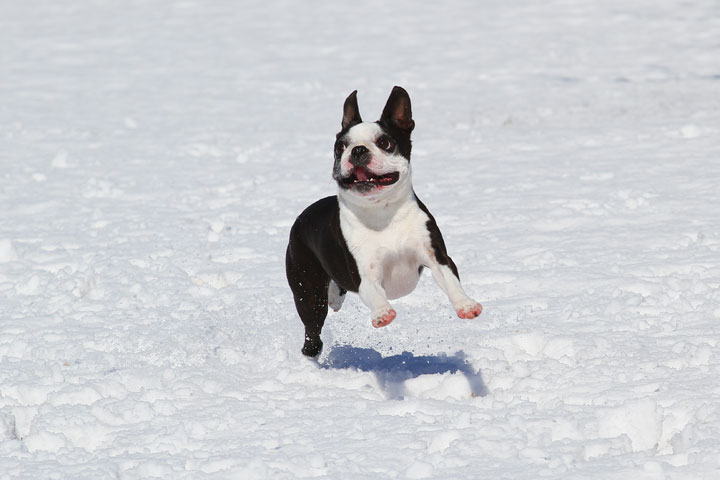 Boston Terrier Playing In The Snow