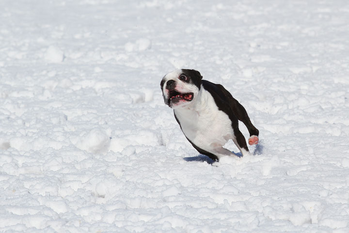 Boston Terrier Playing In The Snow