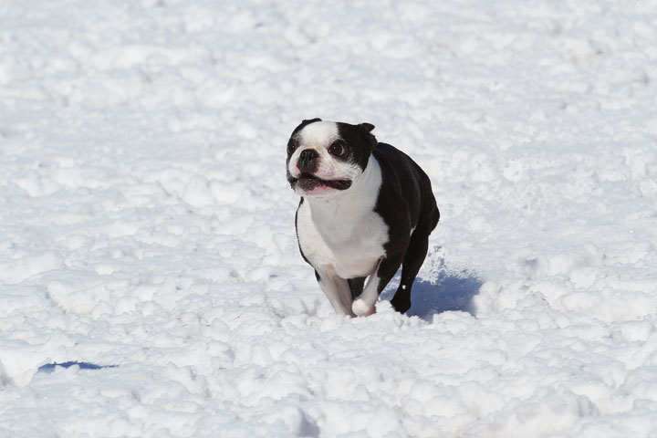 Boston Terrier Playing In The Snow