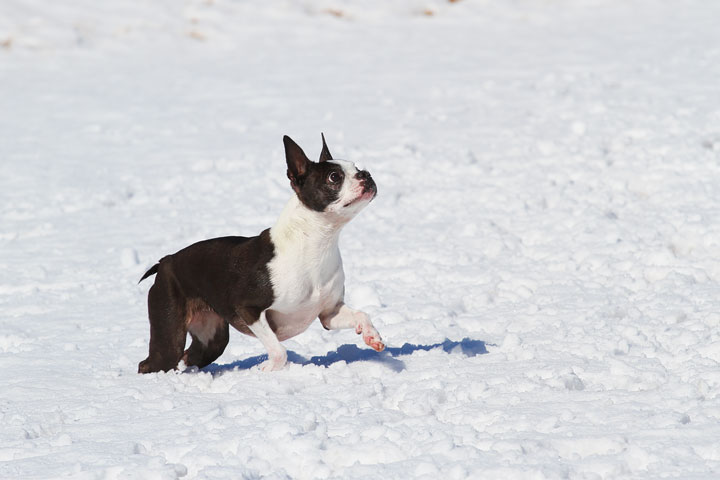 Boston Terrier Playing In The Snow