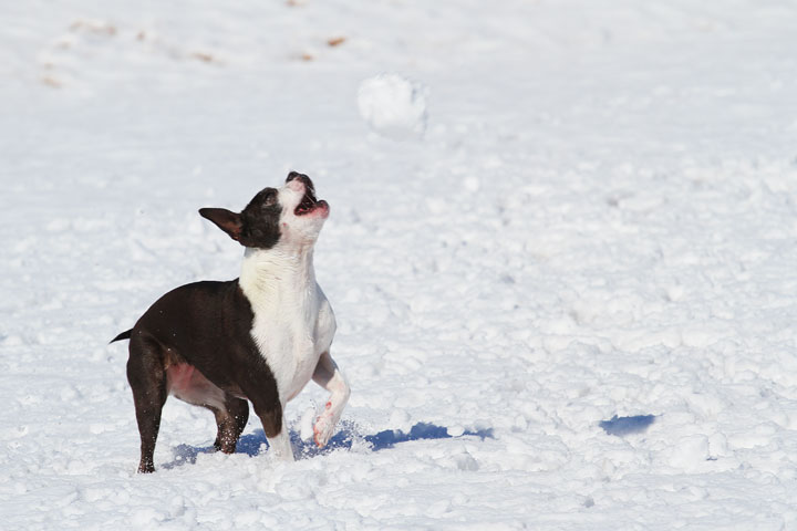 Boston Terrier Playing In The Snow