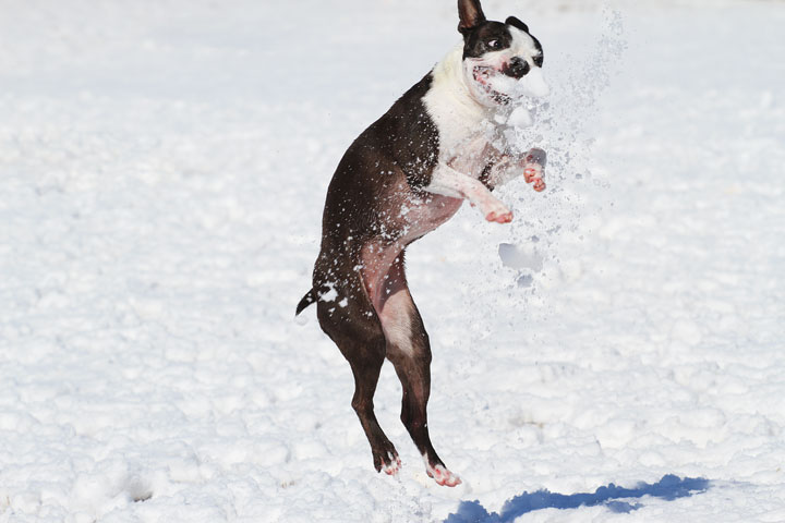 Boston Terrier Playing In The Snow